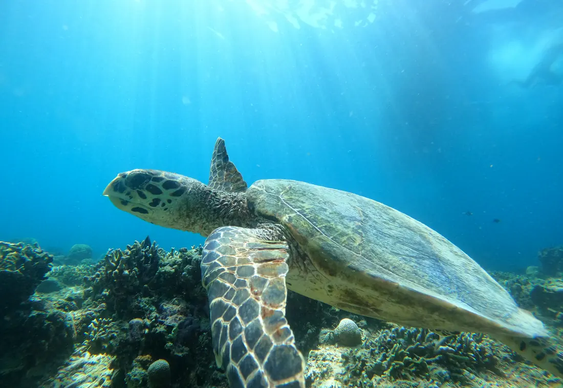 Tortue de mer en plongée